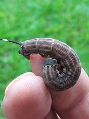 Isognathus allamandae