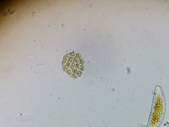 Pseudopediastrum integrum