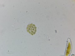 Pseudopediastrum integrum