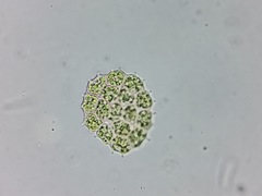 Pseudopediastrum integrum