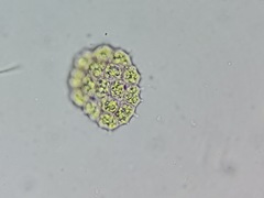 Pseudopediastrum integrum