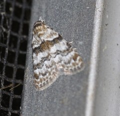 Nola euraphes