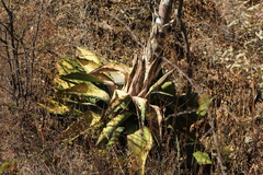 Agave seemanniana