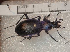 Carabus problematicus