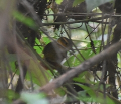 Automolus ochrolaemus