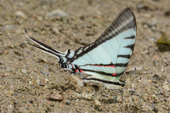 Neographium agesilaus