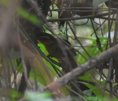 Automolus ochrolaemus