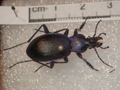 Carabus problematicus