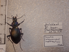 Carabus problematicus