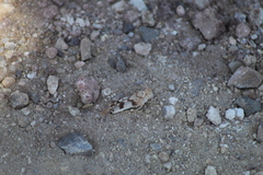 Lactista micrus