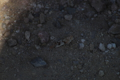 Lactista micrus