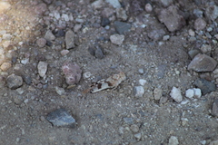 Lactista micrus