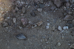 Lactista micrus