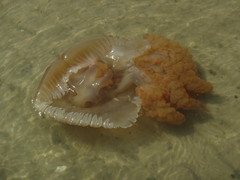 Catostylus tagi