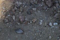 Lactista micrus
