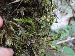 Pterobryopsis mexicana