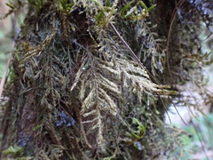 Pterobryopsis mexicana