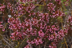 Erica globulifera