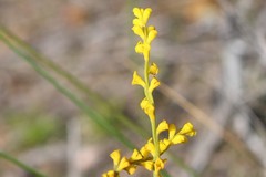 Synaphea spinulosa