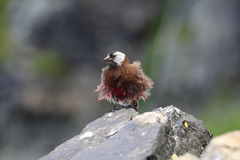 Leucosticte tephrocotis griseonucha