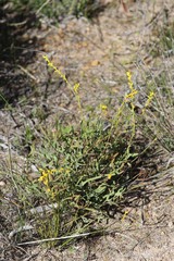 Synaphea spinulosa