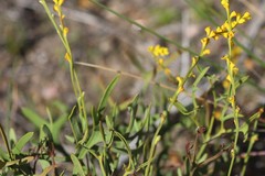 Synaphea spinulosa