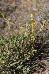 Synaphea spinulosa