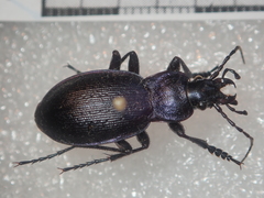 Carabus problematicus
