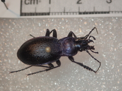 Carabus problematicus