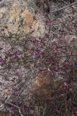 Indigofera mischocarpa