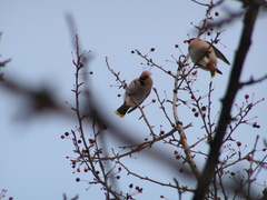 Bombycilla garrulus