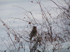 Bombycilla garrulus
