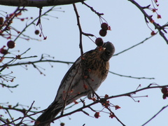 Turdus pilaris