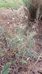 Epilobium hirtigerum