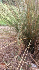 Epilobium hirtigerum