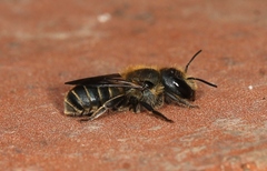 Osmia caerulescens