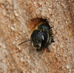 Osmia caerulescens