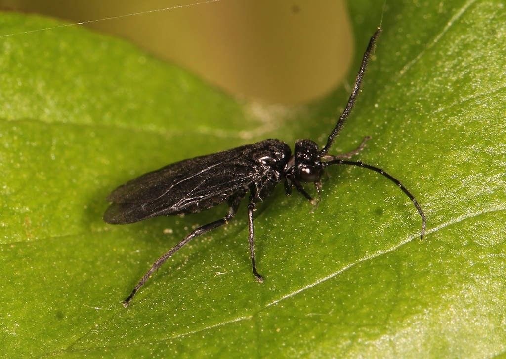 Solomon's-seal sawfly, photo 1 of 10