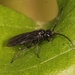 Solomon's-seal Sawfly - Photo (c) Marie Lou Legrand, some rights reserved (CC BY-NC), uploaded by Marie Lou Legrand