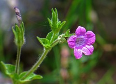 Petunia occidentalis