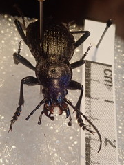 Carabus problematicus
