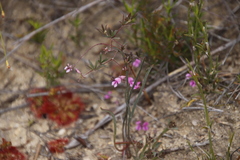 Indigofera mischocarpa