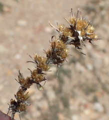 Ifloga glomerata