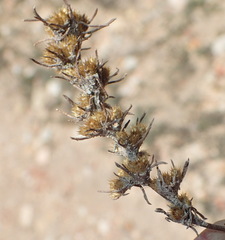Ifloga glomerata