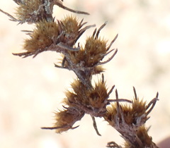 Ifloga glomerata