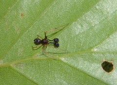 Neottiura suaveolens