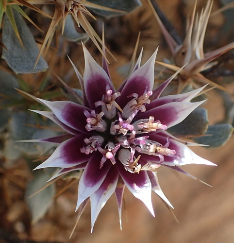 Image of Macledium spinosum by (c) Nicola van Berkel, some rights reserved (CC BY-SA)