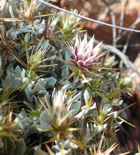 Image of Macledium spinosum by (c) Nicola van Berkel, some rights reserved (CC BY-SA)