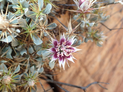 Image of Macledium spinosum by (c) Nicola van Berkel, some rights reserved (CC BY-SA)