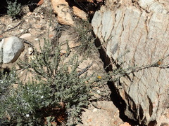 Pentzia dentata